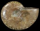 Flashy Red Iridescent Ammonite - Wide #52335-1